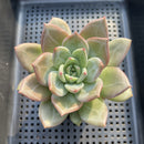Echeveria 'Purple Champaign' 3" Succulent Plant