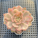 Echeveria 'Desert Rose' Variegated 2" Succulent Plant