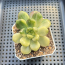 Pachyveria 'Paradoxa' Variegated 2" Succulent Plant