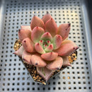 Echeveria Agavoides 'Romeo' 2" Succulent Plant