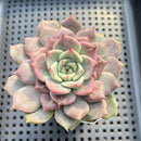 Echeveria 'A-Pink' 2"-3" Succulent Plant