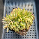 Echeveria Agavoides 'Elkhorn' Crested Variegated 4" Succulent Plant