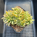 Echeveria Agavoides 'Elkhorn' Crested Variegated 4" Succulent Plant