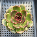 Echeveria sp. 2"-3" Succulent Plant