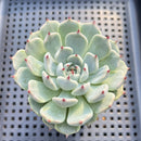 Echeveria 'Black Nail' 2" Succulent Plant