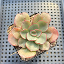Echeveria Moranii 2" Succulent Plant