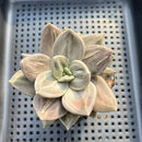 Echeveria Xichuensis 2" Succulent Plant