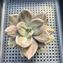 Echeveria Xichuensis 2" Succulent Plant