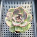 Echeveria 'White Soul' 3" Succulent Plant