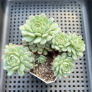 Echeveria 'Ravi Rose' ('Globulosa' Hybrid) Cluster 2" Succulent Plant