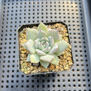 Echeveria 'Larega' 1" Succulent Plant