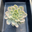 Echeveria 'Pretty In Pink' Variegated 3" Succulent Plant