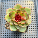 Echeveria Agavoides 'Eclipse' 2" (100% Grown In House) Succulent Plant
