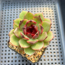 Echeveria Agavoides 'Eclipse' 2" (100% Grown In House) Succulent Plant