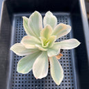 Echeveria 'Japan Moon River’ Variegated 3” Succulent Plant