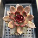 Echeveria 'Bull Demon King' 3"-4" Succulent Plant