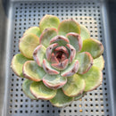 Echeveria 'Purple Candy' 2" Succulent Plant