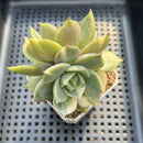 Echeveria 'Lake Baikal' Variegated 2"-3" Succulent Plant
