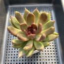 Echeveria sp. 3" Unique Hybrid Succulent Plant