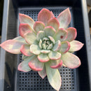 Echeveria 'Pink Champaign' Variegated 5"-6" Large Succulent Plant
