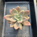 Graptoveria 'Ruby Donna' 2"-3" Succulent Plant