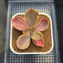 Echeveria 'Fimbriata' Variegated AKA 'Fasciculata' 3" Succulent Plant Cutting