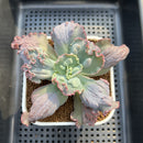 Echeveria 'Linguas' 3" Succulent Plant Cutting