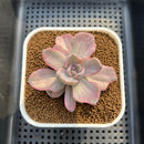 Graptoveria 'Mrs. Richards' 2" Succulent Plant Cutting