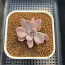 Graptoveria 'Mrs. Richards' 2" Succulent Plant Cutting
