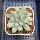 Echeveria 'Pulidonis' White Variegated 3" Succulent Plant Cutting