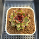 Echeveria 'Shine Valley' 2" Air Magic Hybrid Succulent Plant Cutting