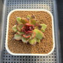 Echeveria 'Shine Valley' 2" Air Magic Hybrid Succulent Plant Cutting