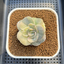 Graptoveria 'Lovely Rose' Variegated 2" Succulent Plant Cutting