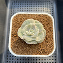 Graptoveria 'Lovely Rose' Variegated 2" Succulent Plant Cutting