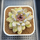 Echeveria 'Gemstone' 2" Succulent Plant Cutting