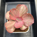 Echeveria 'Suyon' Variegated 2"-3" Succulent Plant Cutting