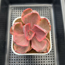 Echeveria 'Golden State' Variegated 3" Succulent Plant Cutting