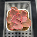 Echeveria 'Golden State' Variegated 3" Succulent Plant Cutting