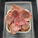 Echeveria 'Golden State' Variegated 3" Succulent Plant Cutting