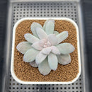 Graptopetalum 'Silverbum' Variegated 2" Succulent Plant Cutting