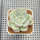 Echeveria 'Adella' 2" Succulent Plant Cutting