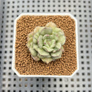 Echeveria Moranii Variegated 1" Succulent Plant Cutting