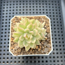Echeveria 'Mebina' Variegated 1" Succulent Plant