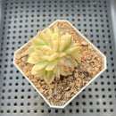 Echeveria 'Mebina' Variegated 1" Succulent Plant