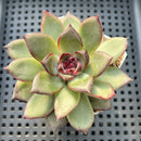 Echeveria 'Black Bear' 2" Succulent Plant