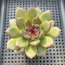 Echeveria 'Black Bear' 2" Succulent Plant