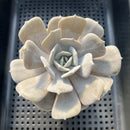 Echeveria 'Milk Purple' 3"-4" Changhee Hybrid succulent Plant