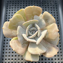 Echeveria 'Milk Purple' 3"-4" Changhee Hybrid succulent Plant