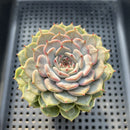 Echeveria 'Rio Heart' 2"-3" Succulent Plant