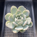 Echeveria 'Icy Green' 3" Succulent Plant